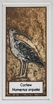 Curlew collagraph, Hester Cox