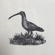 Curlew, wood engraving by Marie Hartley